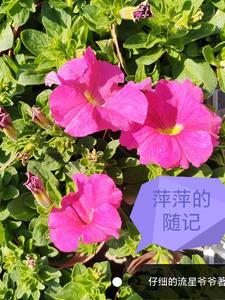 萍萍老师的日常生活日记封面
